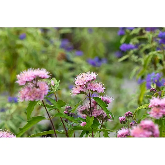 Pflanzen für dich Bartblume 40-60 cm - Caryopteris × clandonensis 'Pink Perfection' - Nahaufnahme von rosa, stacheligen Blüten inmitten grüner Blätter, mit unscharfen violetten Blüten im Hintergrund.