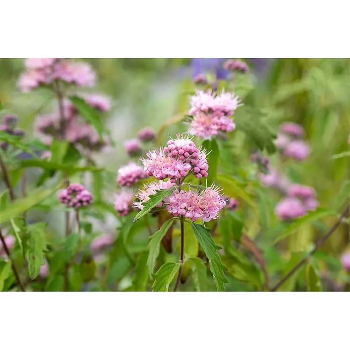 Pflanzen für dich Bartblume 40-60 cm - Caryopteris × clandonensis 'Pink Perfection' - Leuchtend rosa Blütenbüschel mit zarten Staubblättern zwischen grünem Laub.