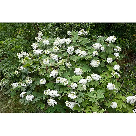 Pflanzen für dich  Eichenblättrige Hortensie 40-60 cm
