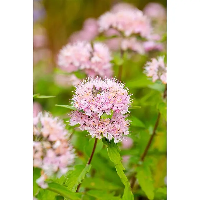 Pflanzen für dich Bartblume 40-60 cm - Caryopteris × clandonensis 'Pink Perfection' - Büschel zarter rosa Blüten mit spitzen Blütenblättern und kleinen Staubgefäßen, blühend zwischen grünen Blättern.