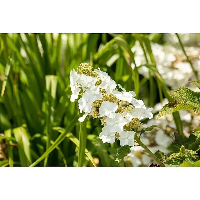Pflanzen für dich Eichenblättrige Hortensie 40-60 cm - Hydrangea quercifolia 'Ruby Slippers', Rosa - Weiße, flachblättrige Blüten in einem kegelförmigen Blütenstand, mit kleinen grünlichen Knospen dazwischen.