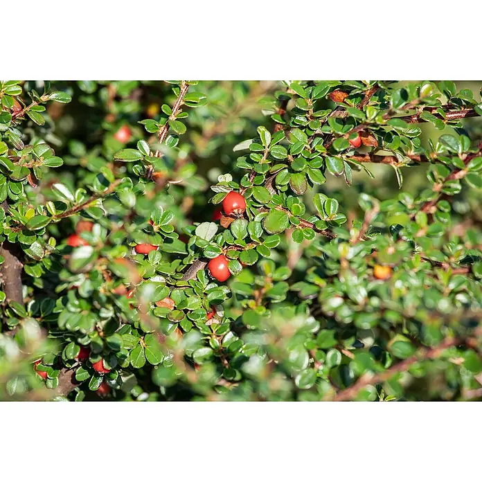 Pflanzen für dich Teppichmispel 125-150 cm - Cotoneaster divaricatus, Rosa - Dichter grüner Strauch mit kleinen, leuchtend roten Beeren an den Zweigen.