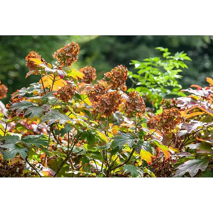 Pflanzen für dich Eichenblättrige Hortensie 40-60 cm - Hydrangea quercifolia 'Ruby Slippers', Rosa - Eichenblatthortensie mit grünen, gelben und roten Herbstblättern und getrockneten, bräunlichen Blütenständen.