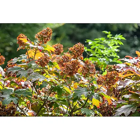 Pflanzen für dich  Eichenblättrige Hortensie 40-60 cm