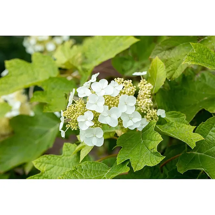 Pflanzen für dich Eichenblättrige Hortensie 40-60 cm - Hydrangea quercifolia 'Ruby Slippers', Rosa - Ein Blütenstand der Weißen Eichenblättrigen Hortensie mit kleinen grünen Knospen, umgeben von großen, texturierten grünen Blättern.