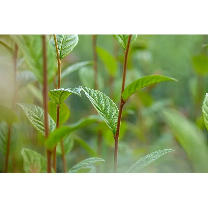 Pflanzen für dich Teppichmispel Zwergmispel - Cotoneaster watereri 'Cornubia', Weiß - Nahaufnahme von leuchtend grünen Blättern mit strukturierter Oberfläche an rotbraunen Stielen.
