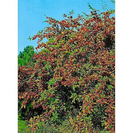 Pflanzen für dich  Teppichmispel 150-175 cm