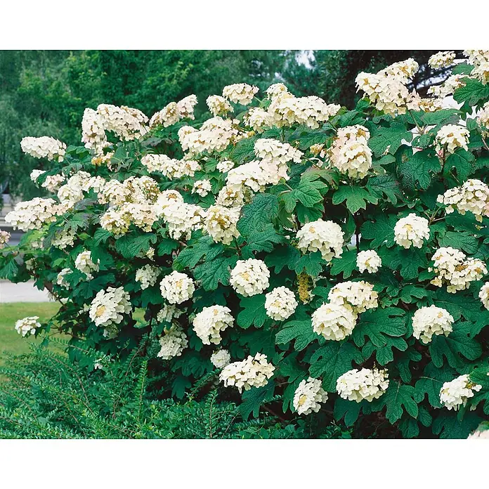 Pflanzen für dich Eichenblättrige Hortensie 40-60 cm - Hydrangea quercifolia 'Snow Queen', Weiß - Großer Eichenblatthortensienstrauch mit reichlich cremeweißen konischen Blütenständen und markanten gelappten grünen Blättern.