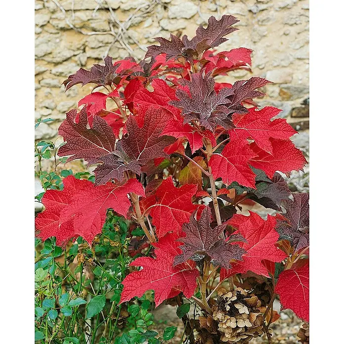 Pflanzen für dich Eichenblättrige Hortensie 40-60 cm - Hydrangea quercifolia 'Snow Queen', Weiß - Eichenblättrige Hortensie im Herbst, mit großen, tief gelappten Blättern in leuchtendem Rot und dunklem Burgunder.