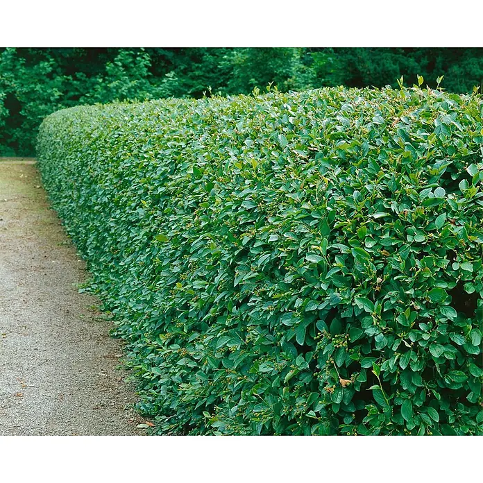 Pflanzen für dich Teppichmispel 125-150 cm - Cotoneaster acutifolius, Weiß - Üppige grüne Hecke mit dichtem Laub, die sich entlang eines Kieswegs krümmt.