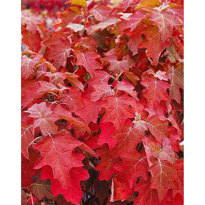 Pflanzen für dich Eichenblättrige Hortensie 40-60 cm - Hydrangea quercifolia 'Snow Queen', Weiß - Leuchtend rote, tief gelappte Blätter einer Eichenblatthortensie mit hellen Adern und texturierter Oberfläche.