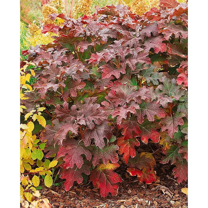 Pflanzen für dich Eichenblättrige Hortensie 40-60 cm - Hydrangea quercifolia 'Snow Queen', Weiß - Eichenblättrige Hortensie mit großen, gelappten Blättern in leuchtend roten, burgunderroten und grünen Herbstfarben im Garten.