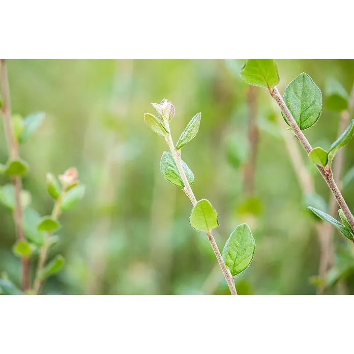 Pflanzen für dich Teppichmispel 60-100 cm - Cotoneaster dielsianus, Rosa - Nahaufnahme eines Pflanzenzweigs mit kleinen, flaumigen grünen Blättern und einem neuen Trieb.