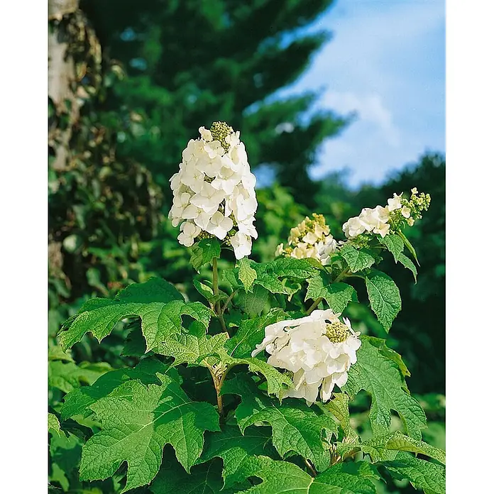Pflanzen für dich Eichenblättrige Hortensie 40-60 cm - Hydrangea quercifolia 'Snow Queen', Weiß - Weiße, kegelförmige Hortensienblüten zwischen großen, texturierten grünen Blättern in einem sonnigen Garten.