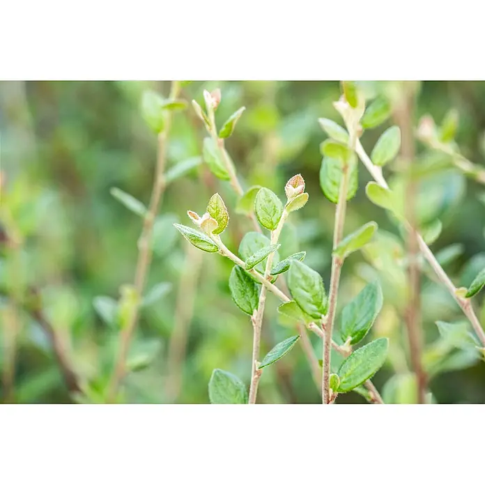 Pflanzen für dich Teppichmispel 60-100 cm - Cotoneaster dielsianus, Rosa - Nahaufnahme einer belaubten Grünpflanze mit schlanken Stielen und rötlich-braunen Knospen.