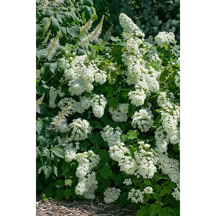 Pflanzen für dich Eichenblättrige Hortensie 40-60 cm - Hydrangea quercifolia 'Snowflake', Weiß - Reichlich weiße Blüten und üppiges grünes Laub in einer Gartenumgebung.
