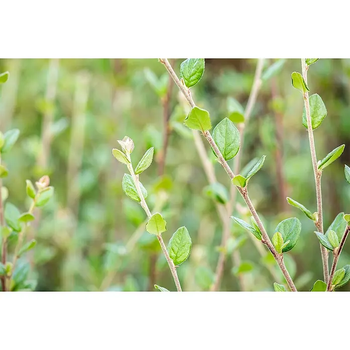 Pflanzen für dich Teppichmispel 60-100 cm - Cotoneaster dielsianus, Rosa - Frische grüne Blätter an schlanken Ästen, die neues Wachstum zeigen.
