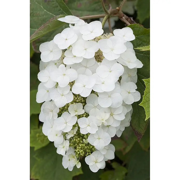 Pflanzen für dich Eichenblättrige Hortensie 40-60 cm - Hydrangea quercifolia 'Snowflake', Weiß - Dichter Blütenstand weißer Eichenblatt-Hortensien mit offenen Blüten und grünen Knospen inmitten von Blättern.