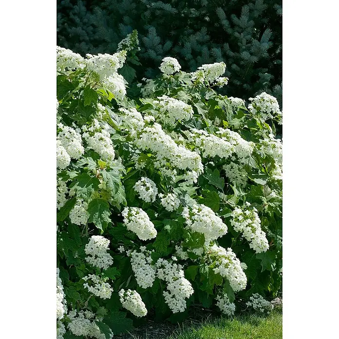Pflanzen für dich Eichenblättrige Hortensie 40-60 cm - Hydrangea quercifolia 'Snowflake', Weiß - Blütenreicher Eichenblättrige Hortensienstrauch mit üppigen weißen, kegelförmigen Blütenständen und großen grünen Blättern.