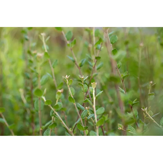 Pflanzen für dich Teppichmispel 60-100 cm - Cotoneaster dielsianus, Rosa - Grüne Pflanze mit kleinen ovalen Blättern und schlanken rotbraunen Stängeln.