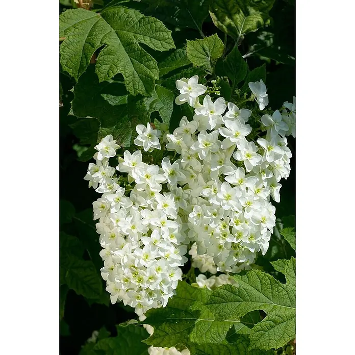 Pflanzen für dich Eichenblättrige Hortensie 40-60 cm - Hydrangea quercifolia 'Snowflake', Weiß - Weiße, sternförmige Blüten mit hellgrünen Zentren blühen an einer Pflanze mit großen grünen Blättern.
