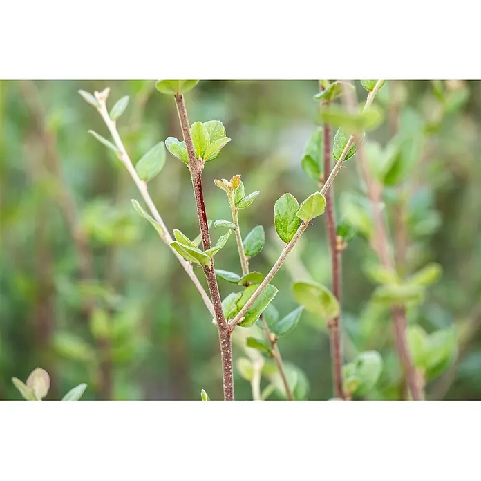Pflanzen für dich Teppichmispel 60-100 cm - Cotoneaster dielsianus, Rosa - Nahaufnahme von leuchtend grünen neuen Blättern an rötlich-braunen, strukturierten Stängeln.