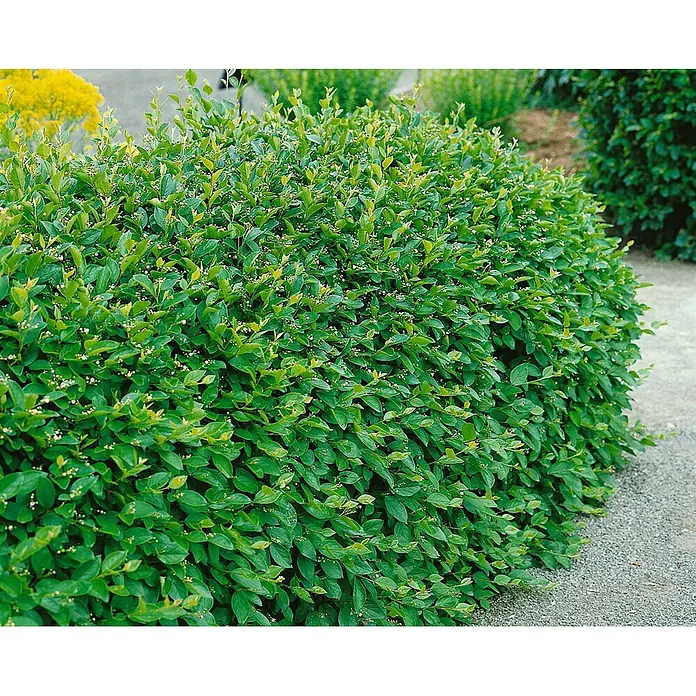 Pflanzen für dich Teppichmispel Zwergmispel - Cotoneaster acutifolius, Weiß - Ein dichter grüner Strauch mit kleinen weißen Blüten säumt einen Kiesweg im Garten.