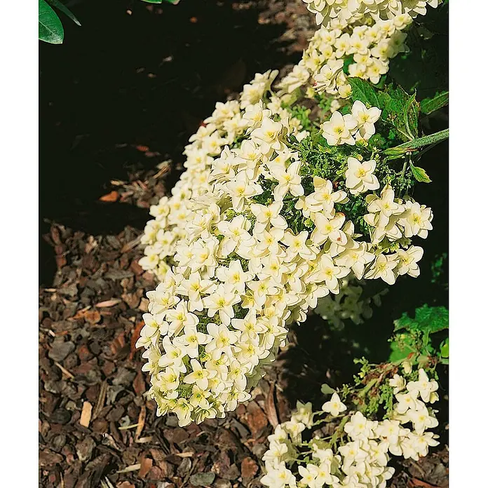 Pflanzen für dich Eichenblättrige Hortensie 40-60 cm - Hydrangea quercifolia 'Snowflake', Weiß - Große, konische Traube cremeweißer, sternförmiger Blüten an einer Pflanze.