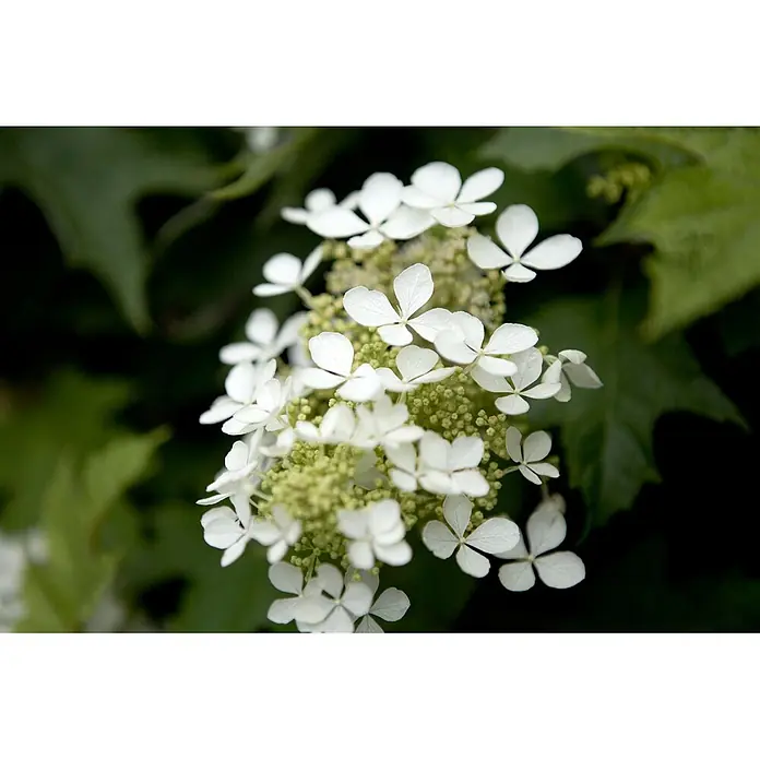 Pflanzen für dich Eichenblättrige Hortensie Eichenblättrige Hortensie - Hydrangea quercifolia, Weiß - Blütenstand mit kleinen weißen Blütenblättern und grünen Knospen in der Mitte.