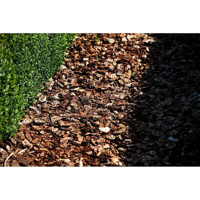 Pflanzen für dich Buchsbaum 20-25 cm - Buxus sempervirens 'Arborescens', Aktuelle Wuchshöhe: 20 cm - 25 cm - Braune Rindenmulch neben grünen Hecken, mit variierendem Licht und Schatten.