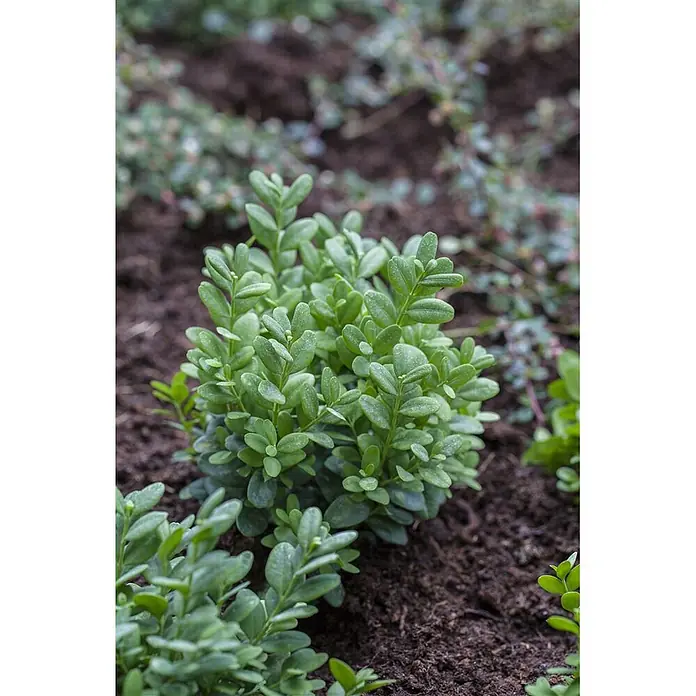 Pflanzen für dich Buchsbaum 20-25 cm - Buxus sempervirens 'Arborescens', Aktuelle Wuchshöhe: 20 cm - 25 cm - Junger grüner Strauch mit dichten Blättern in dunkler Erde gepflanzt.