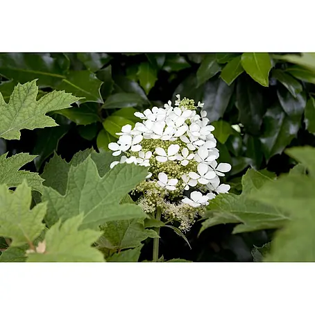 Pflanzen für dich  Eichenblättrige Hortensie 60-80 cm