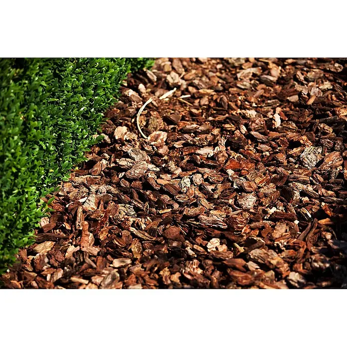 Pflanzen für dich Buchsbaum 20-25 cm - Buxus sempervirens 'Arborescens', Aktuelle Wuchshöhe: 20 cm - 25 cm - Brauner Rindenmulch als Bodendecker neben einer grünen Hecke.