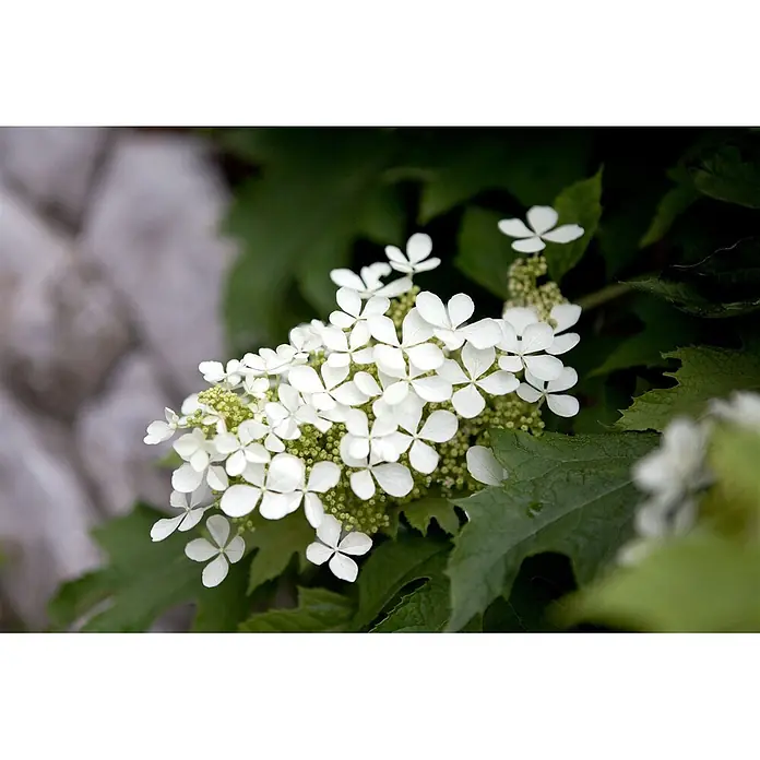 Pflanzen für dich Eichenblättrige Hortensie Eichenblättrige Hortensie - Hydrangea quercifolia, Weiß - Weiße vierblättrige Blüten in voller Pracht, mit kleinen grünen Knospen.