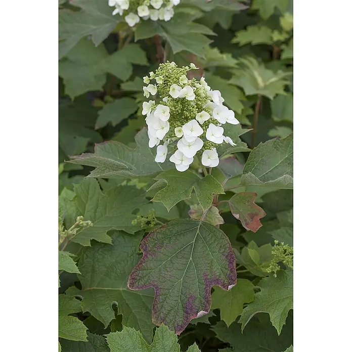 Pflanzen für dich Eichenblättrige Hortensie Eichenblättrige Hortensie - Hydrangea quercifolia, Weiß - Nahaufnahme einer Eichenblatthortensie mit weißem Blütenstand und großen, grünen, eichenförmigen Blättern, teils mit rötlich-violetter Herbstfärbung.