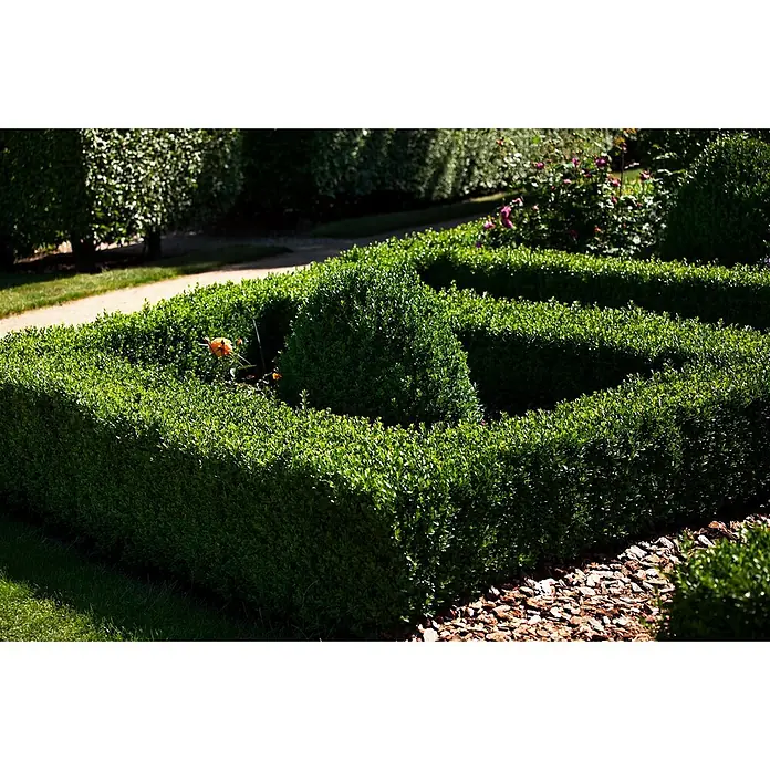 Pflanzen für dich Buchsbaum 20-25 cm - Buxus sempervirens 'Arborescens', Aktuelle Wuchshöhe: 20 cm - 25 cm - Üppige grüne Hecken bilden ein geometrisches Gartenmuster mit zentralem Kegel.