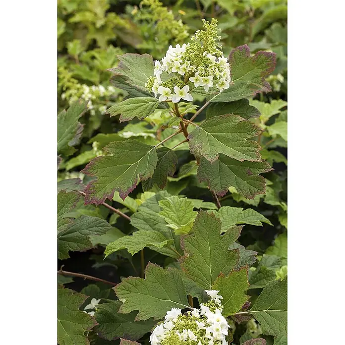 Pflanzen für dich Eichenblättrige Hortensie Eichenblättrige Hortensie - Hydrangea quercifolia, Weiß - Weiße Blüten an einer Pflanze mit großen, gelappten grünen Blättern mit rotbraunen Rändern.