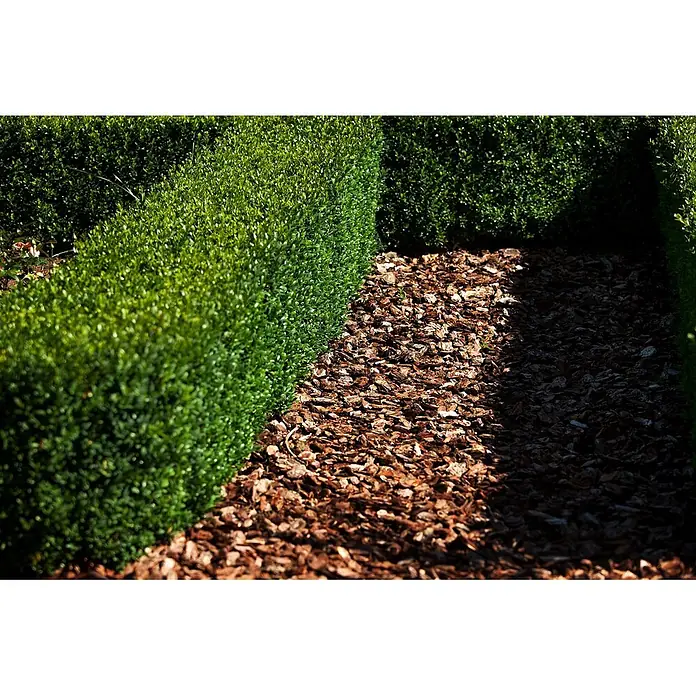 Pflanzen für dich Buchsbaum 20-25 cm - Buxus sempervirens 'Arborescens', Aktuelle Wuchshöhe: 20 cm - 25 cm - Ein Gartenweg aus braunen Holzspänen, gesäumt von grünen Hecken.
