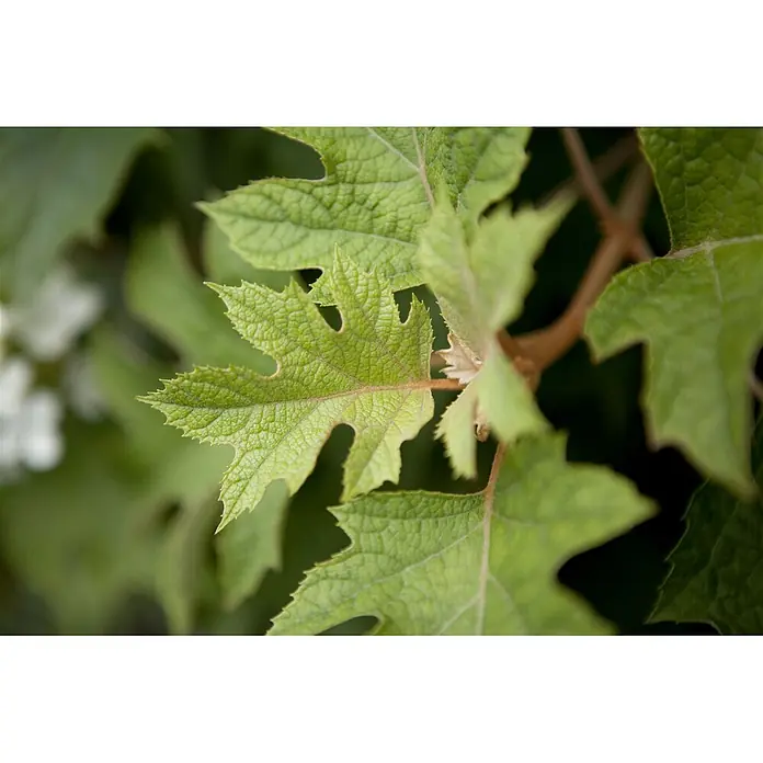 Pflanzen für dich Eichenblättrige Hortensie Eichenblättrige Hortensie - Hydrangea quercifolia, Weiß - Nahaufnahme von leuchtend grünen, strukturierten Blättern mit deutlichen Lappen und ausgeprägten Adern an einer Pflanze.