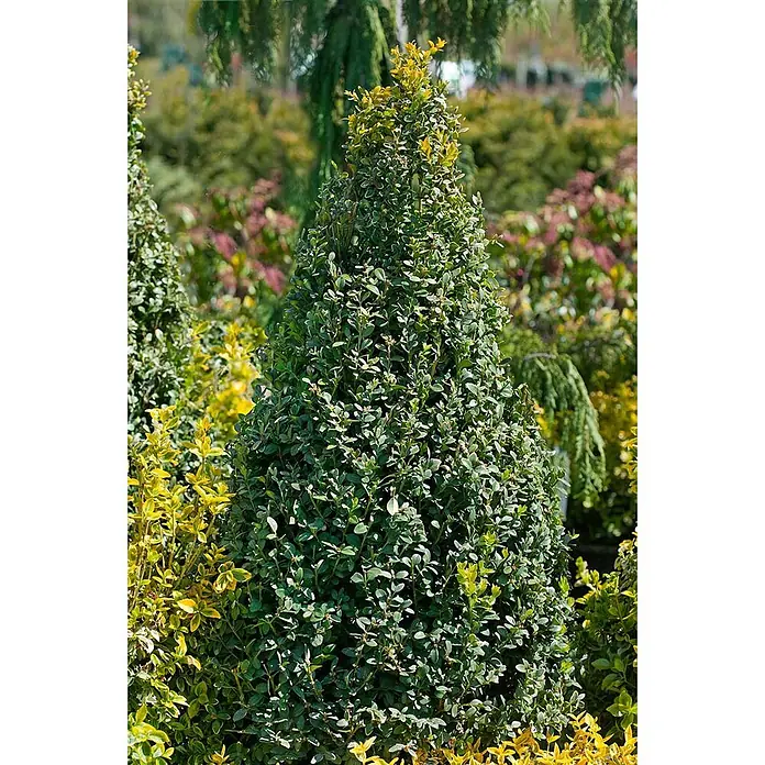 Pflanzen für dich Buchsbaum 20-25 cm - Buxus sempervirens 'Rotundifolia', Aktuelle Wuchshöhe: 20 cm - 25 cm - Ein kegelförmiges immergrünes Formgehölz mit dunkelgrünen Blättern und hellem Neuaustrieb, inmitten anderer Gartenpflanzen.