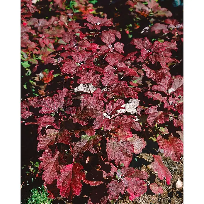Pflanzen für dich Eichenblättrige Hortensie 40-60 cm - Hydrangea quercifolia 'Burgundy', Weiß - Strauch mit tief gelappten, texturierten Blättern in sattem Herbstrot, ideal für saisonale Gartengestaltung.