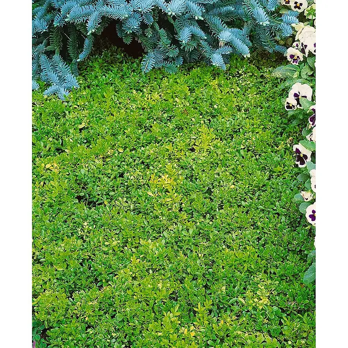 Pflanzen für dich Buchsbaum 20-25 cm - Buxus sempervirens 'Rotundifolia', Aktuelle Wuchshöhe: 20 cm - 25 cm - Eine Gartenszene mit blauem Nadelgehölz, grün-gelb panaschiertem Bodendecker und weiß-lila Stiefmütterchen.