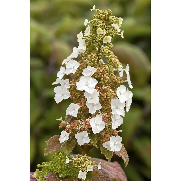 Pflanzen für dich Eichenblättrige Hortensie 40-60 cm - Hydrangea quercifolia 'Burgundy', Weiß - Weiße, sternförmige Blüten blühen an einem aufrechten Bündel aus grünen und rötlichen Knospen.