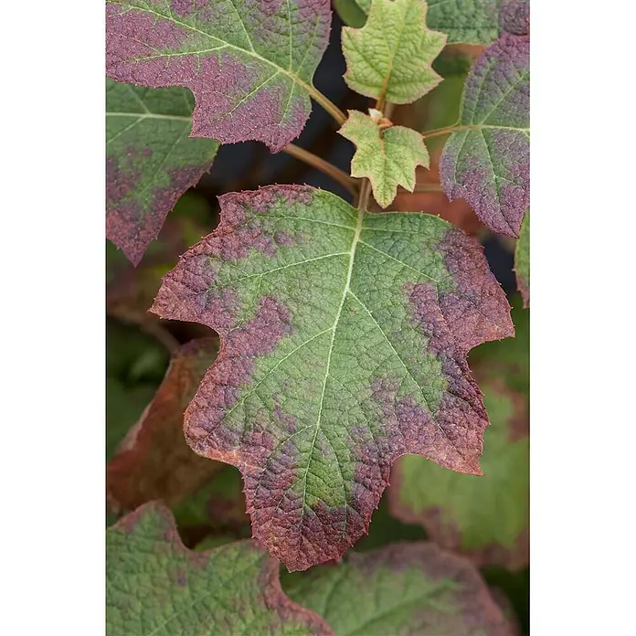 Pflanzen für dich Eichenblättrige Hortensie 40-60 cm - Hydrangea quercifolia 'Burgundy', Weiß - Texturierte Eichenblättrige Hortensienblätter in lebhaften grünen und rot-violetten Herbstfarben.