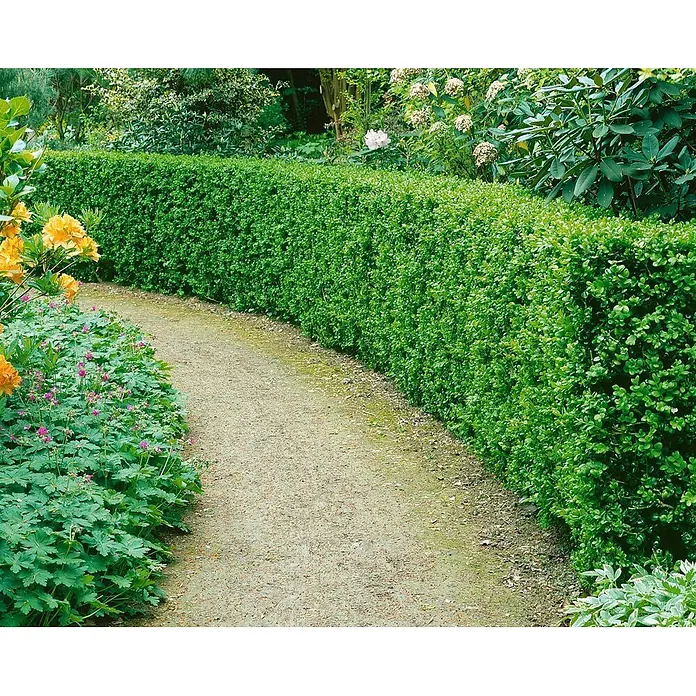 Pflanzen für dich Buchsbaum 20-25 cm - Buxus sempervirens 'Rotundifolia', Aktuelle Wuchshöhe: 20 cm - 25 cm - Eine sauber geschnittene grüne Hecke säumt einen geschwungenen Gartenweg, umgeben von blühenden Pflanzen.