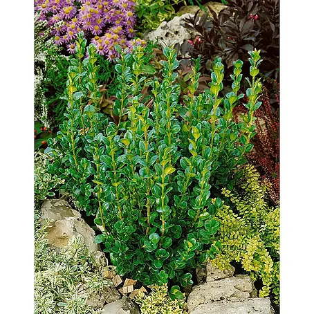 Pflanzen für dich  Buchsbaum 20-25 cm