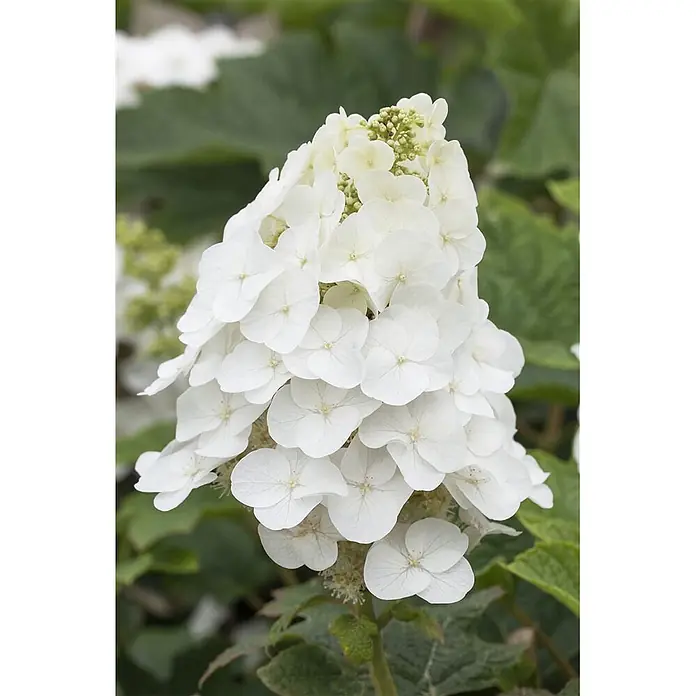 Pflanzen für dich Eichenblättrige Hortensie 30-40 cm - Hydrangea quercifolia 'Pee Wee', Weiß - Nahaufnahme einer konischen Ansammlung weißer Eichenblatthortensienblüten mit zarten Blütenblättern.