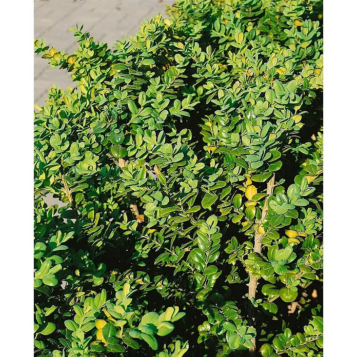 Pflanzen für dich Buchsbaum 20-25 cm - Buxus sempervirens 'Rotundifolia', Aktuelle Wuchshöhe: 20 cm - 25 cm - Dicht gepackte grüne Blätter einer Pflanze, einige im Sonnenlicht gelblich erscheinend.