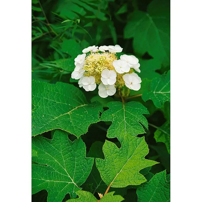 Pflanzen für dich Eichenblättrige Hortensie 30-40 cm - Hydrangea quercifolia 'Pee Wee', Weiß - Weiße und gelbe Eichenblatthortensienblüte mit großen, tief gelappten grünen Blättern.