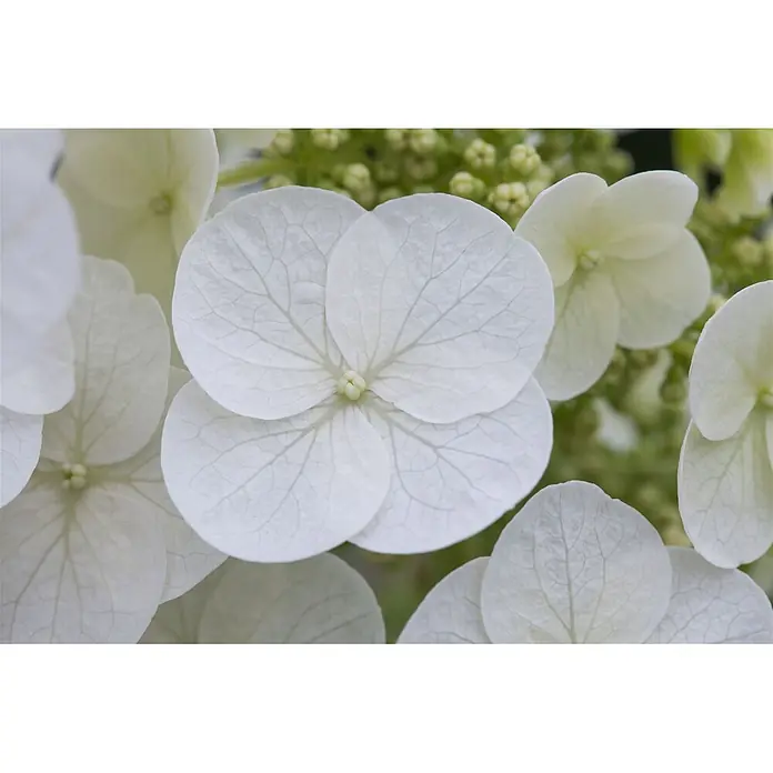 Pflanzen für dich Eichenblättrige Hortensie 30-40 cm - Hydrangea quercifolia 'Pee Wee', Weiß - Zarte weiße Blütenblätter mit sichtbaren Blattadern.